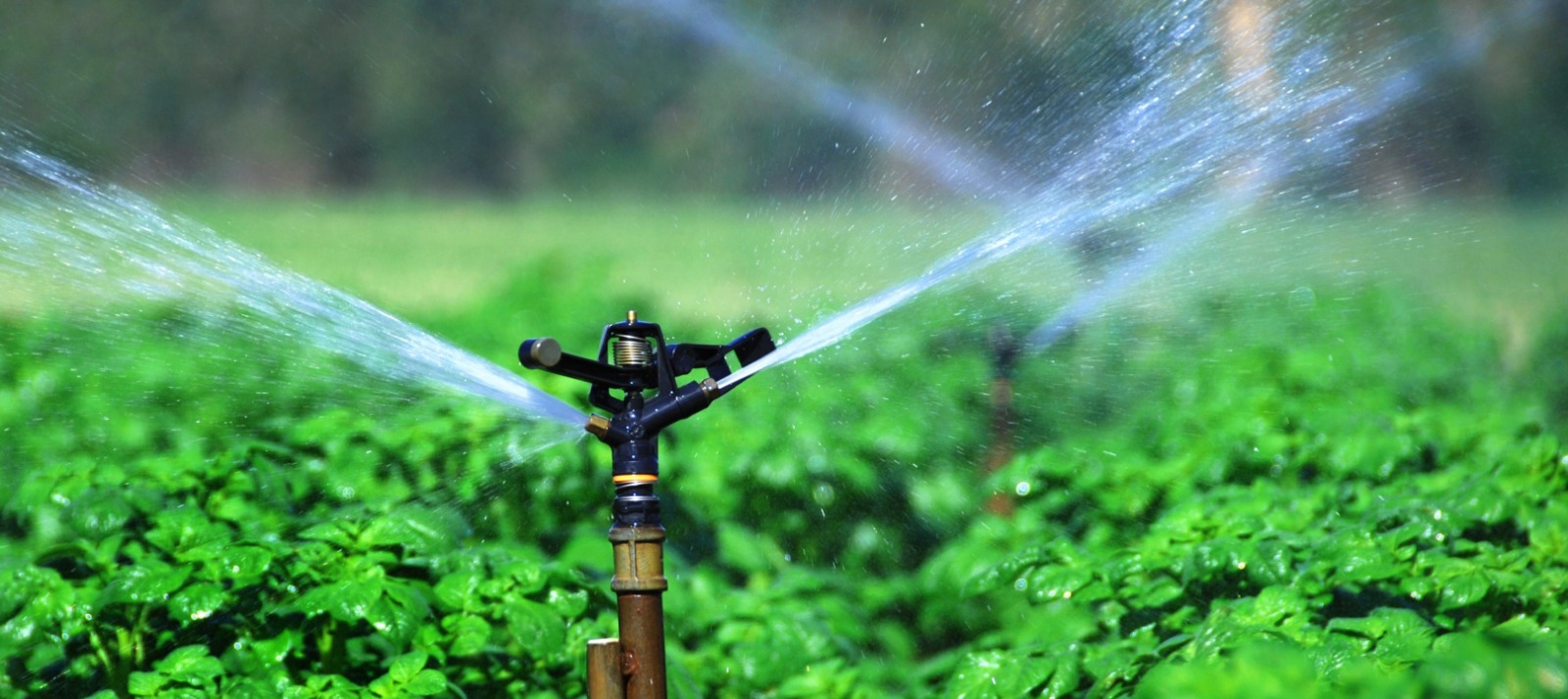 Sprinkler 2